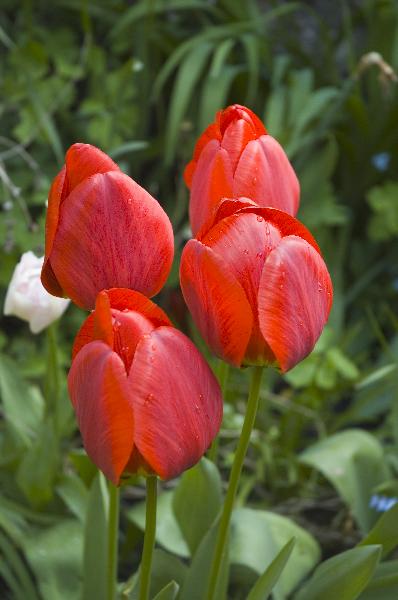 Tulips01